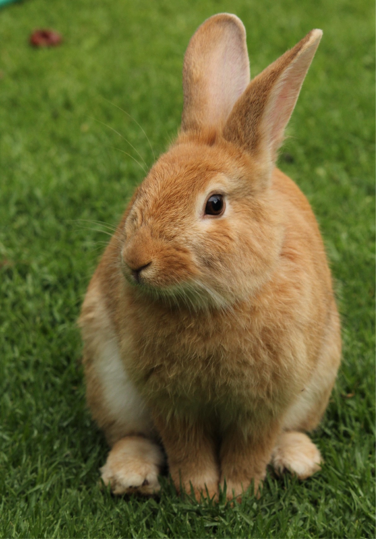 14 Fascinating Facts About Rabbits. – PETS LOVN –HEALTHY, ORGANIC, NATURAL  PET FOOD & TREATS| DOG, CAT, FISH, RABBIT, BIRDS | HYGIENE, GROOMING &  ACCESSORIES